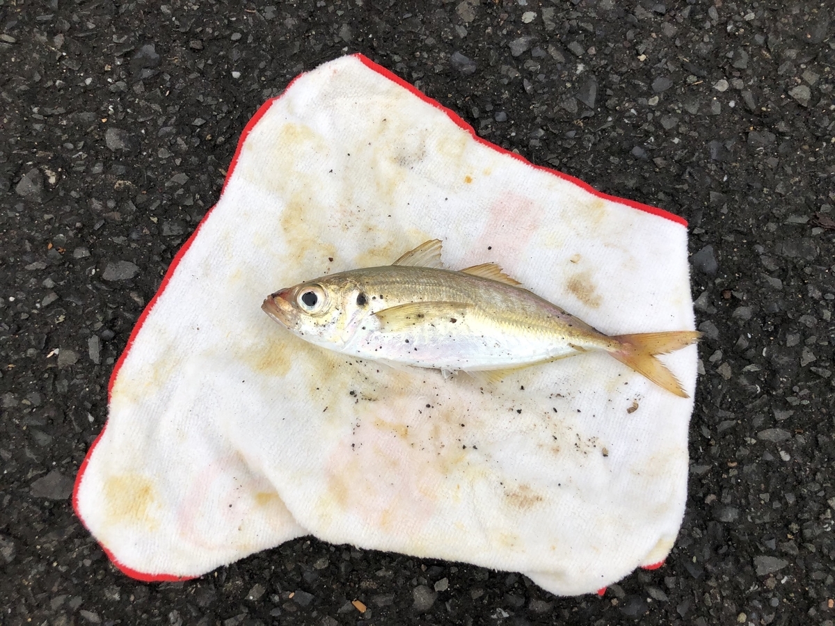 アジ狙いの投げサビキ 攻略 彡横浜 新ぶっ込み釣りブログ