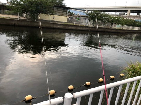 ハゼの飼育始めました ハゼ釣り 彡横浜 新ぶっ込み釣りブログ