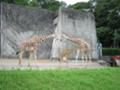 きりん：動物園