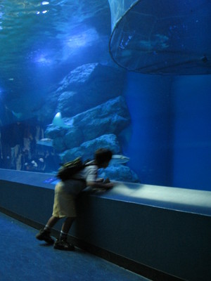 少年と魚