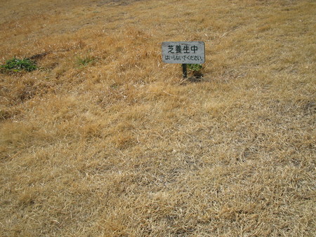芝生
