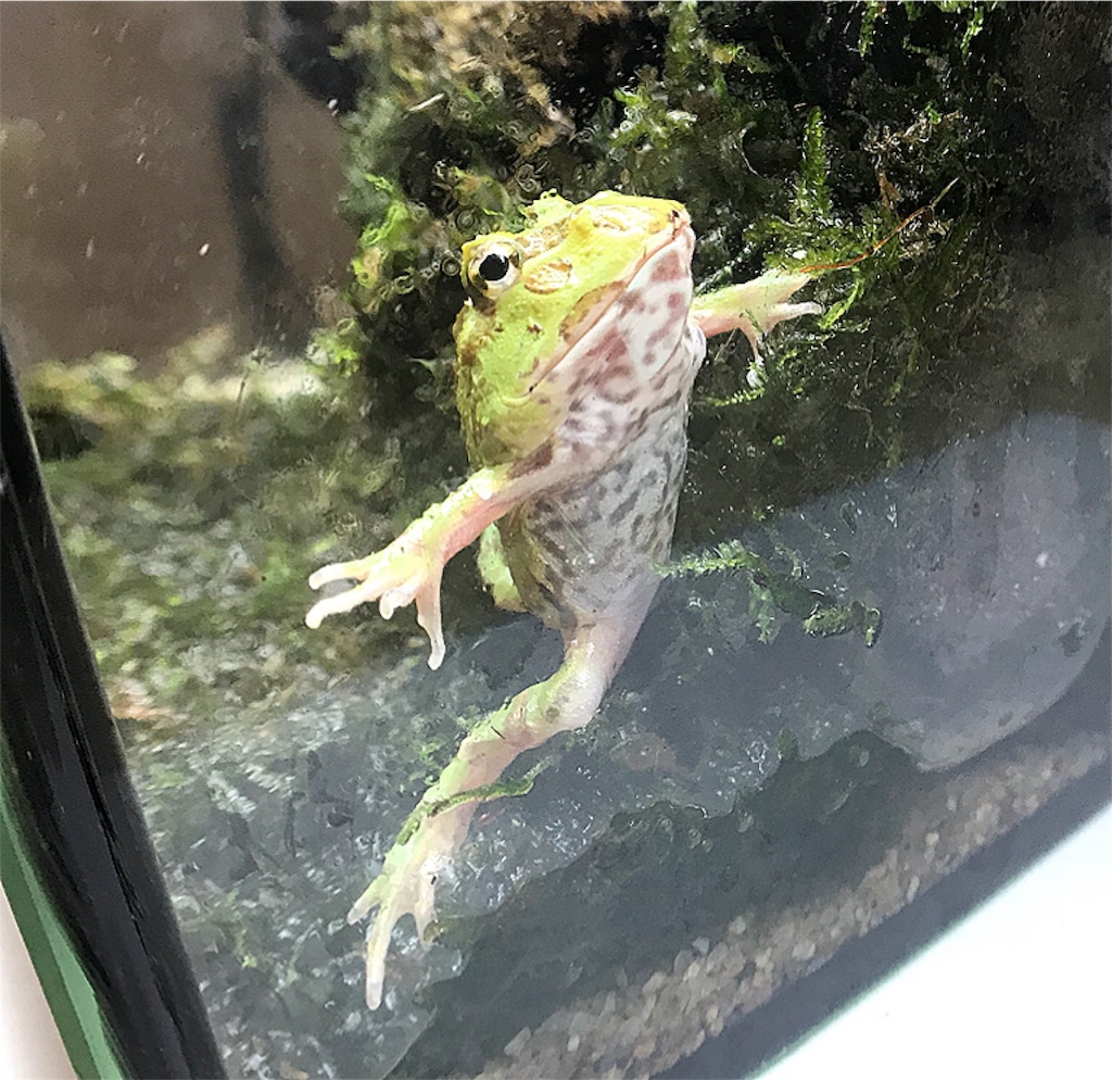 クランウェルツノガエル飼育しちゃうぞ めめんアニマルチャンネル Blog クランウェルツノガエル飼育しちゃうぞ めめんアニマルチャンネル Blog
