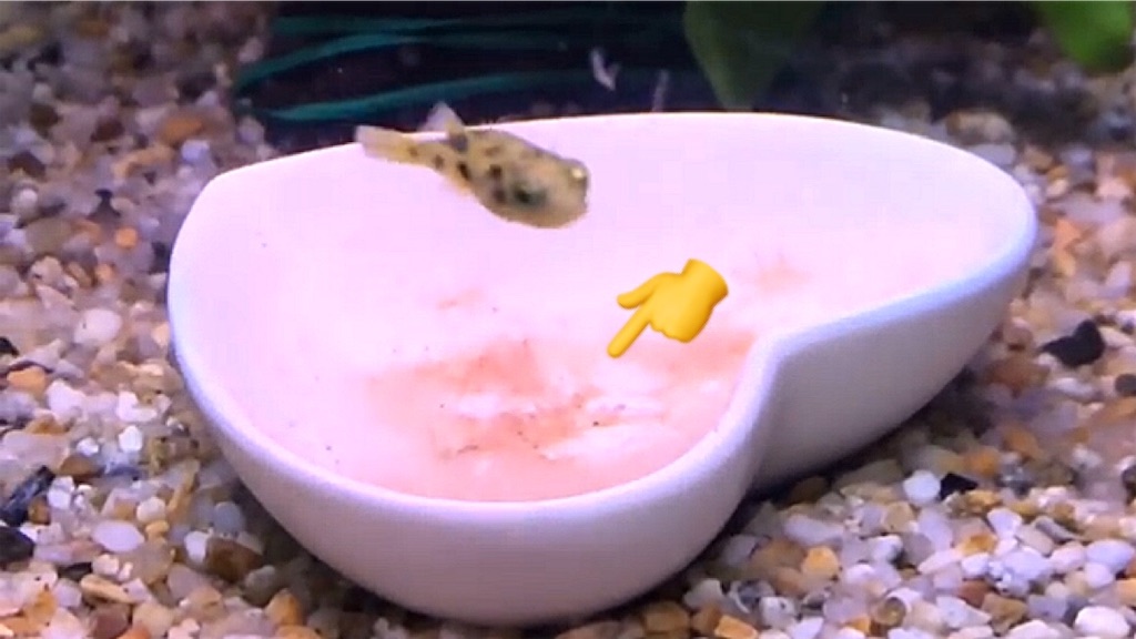 アベニーパファーと上部フィルター めめんアニマルチャンネル Blog