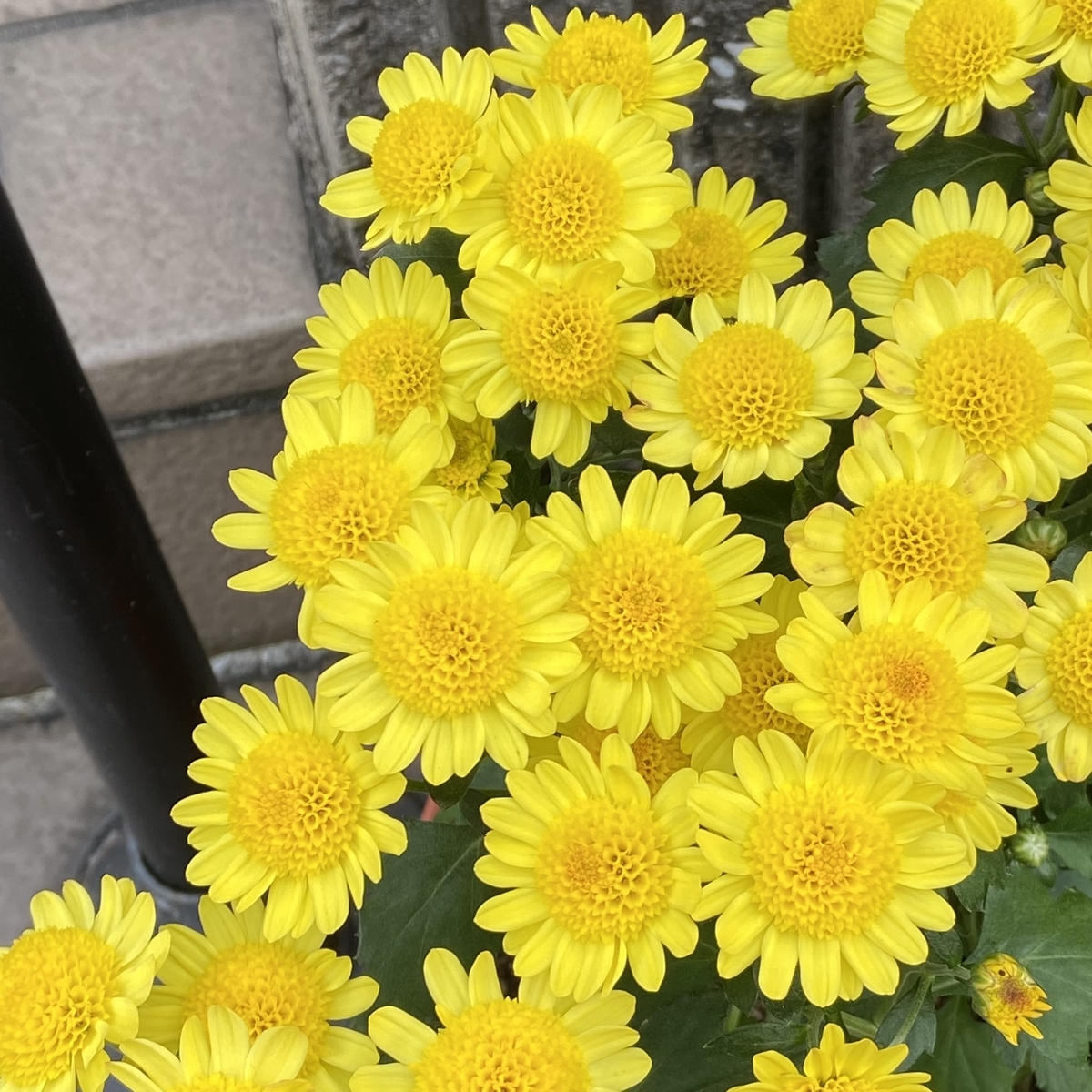 f:id:MF200242:20211103120104j:plain