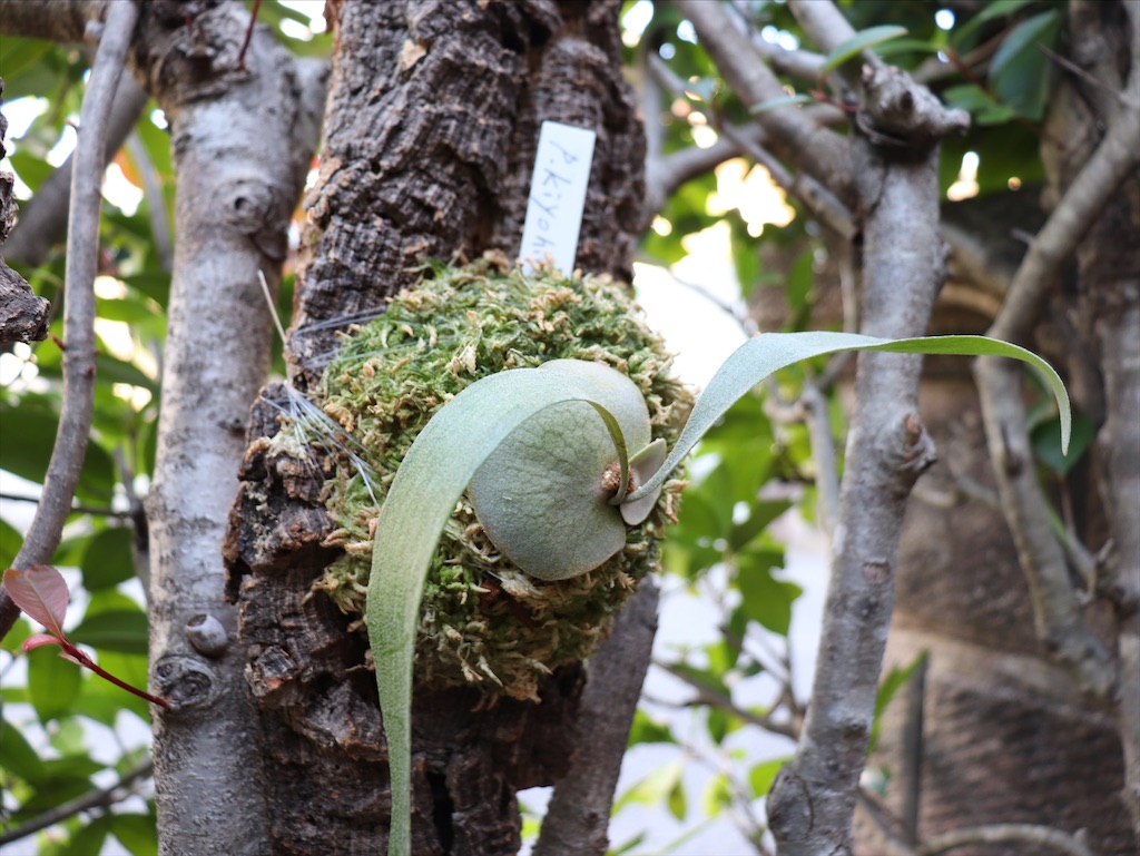 1 ビカクシダと暮らす日々。 - びかくしだとくらす日々。