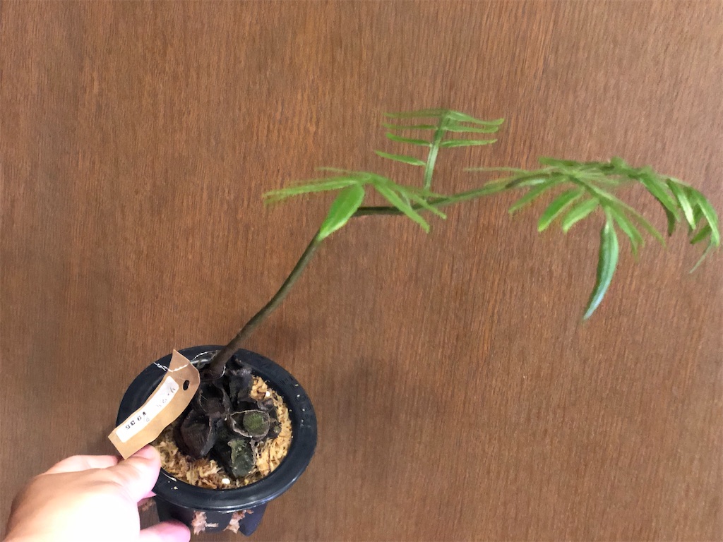 228 リュウビンタイ - びかくしだとくらす日々。