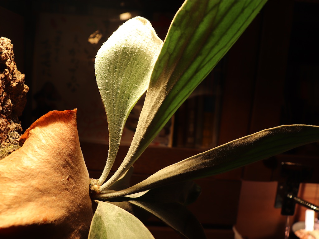 f:id:MFeuille:20210814112650j:image