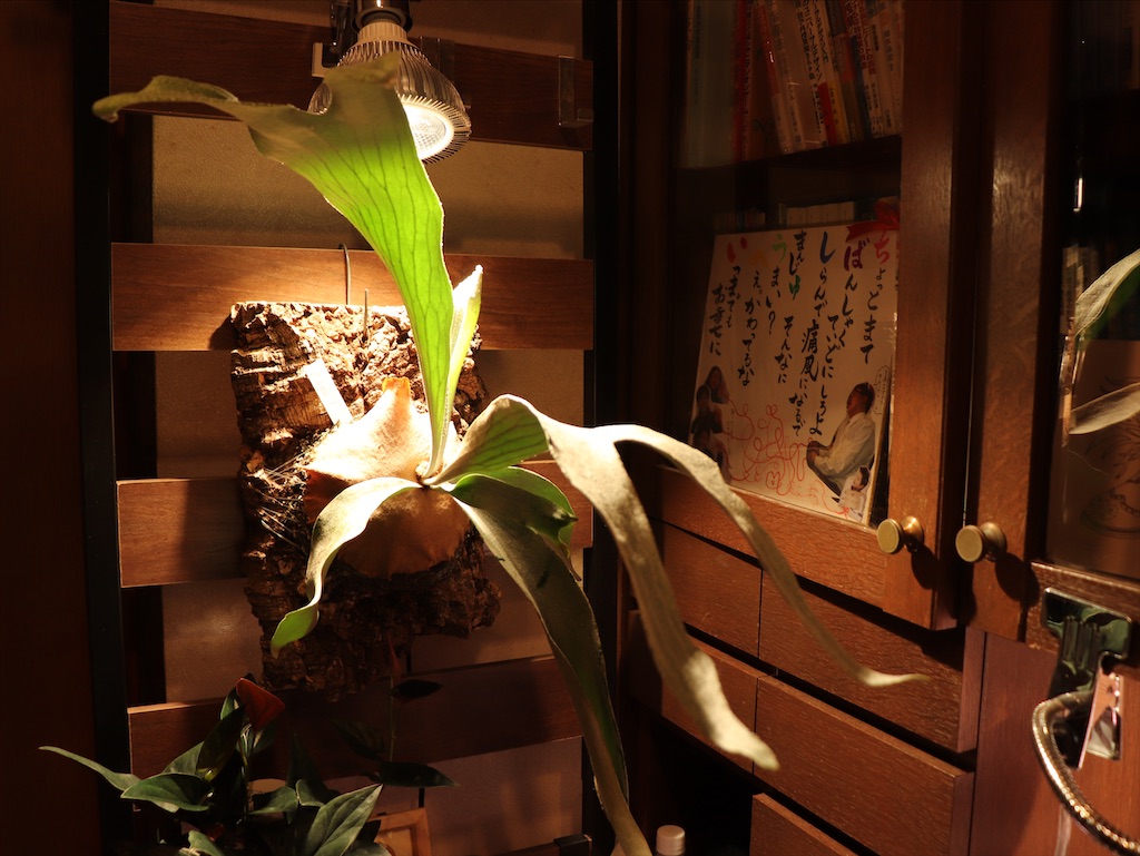 f:id:MFeuille:20210814113048j:image