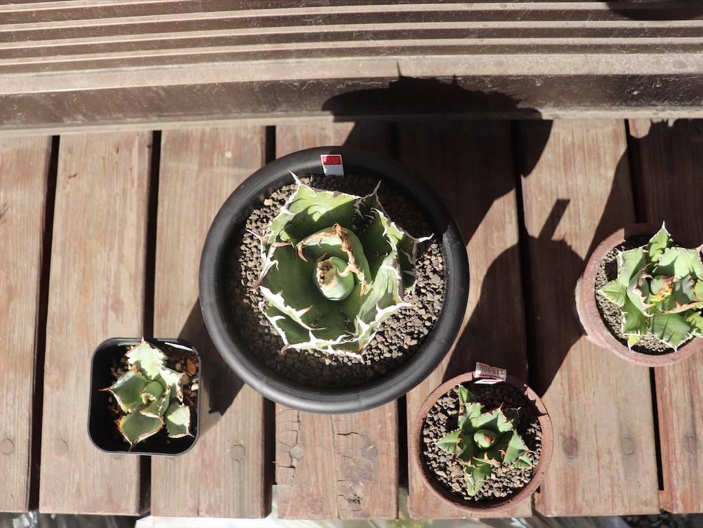 f:id:MFeuille:20220103141803j:image