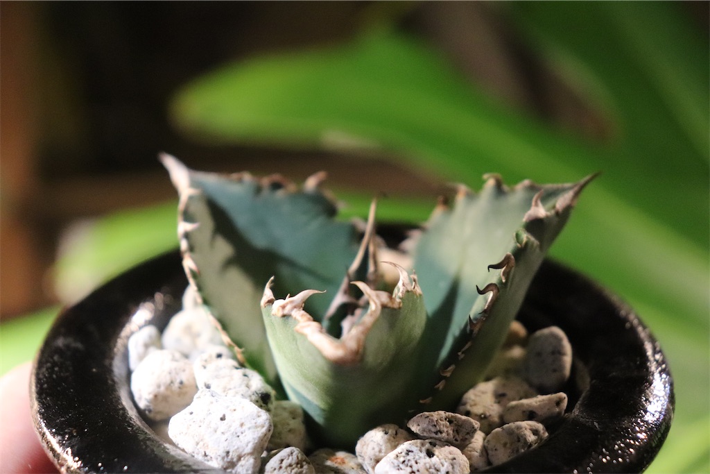 f:id:MFeuille:20221008232442j:image