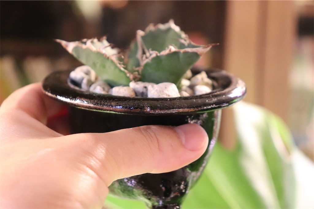 f:id:MFeuille:20221008232449j:image