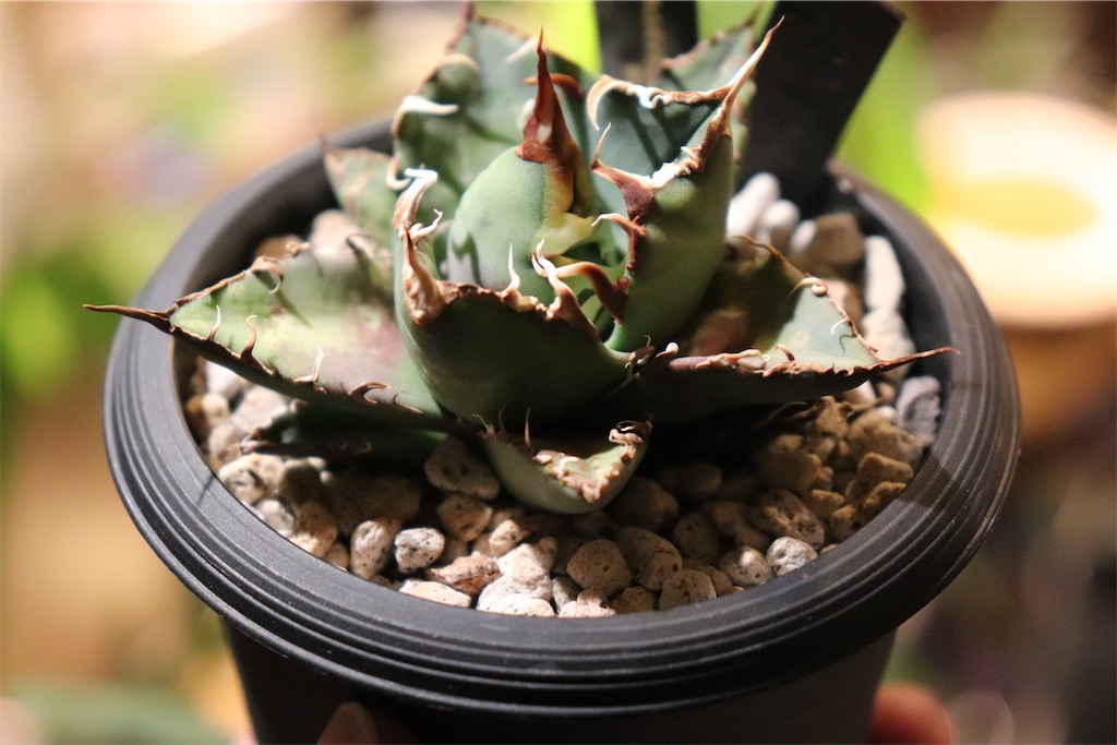 アガベ チタノタ big spine アガベ チタノタ ビッグスパイン子株①（鉢