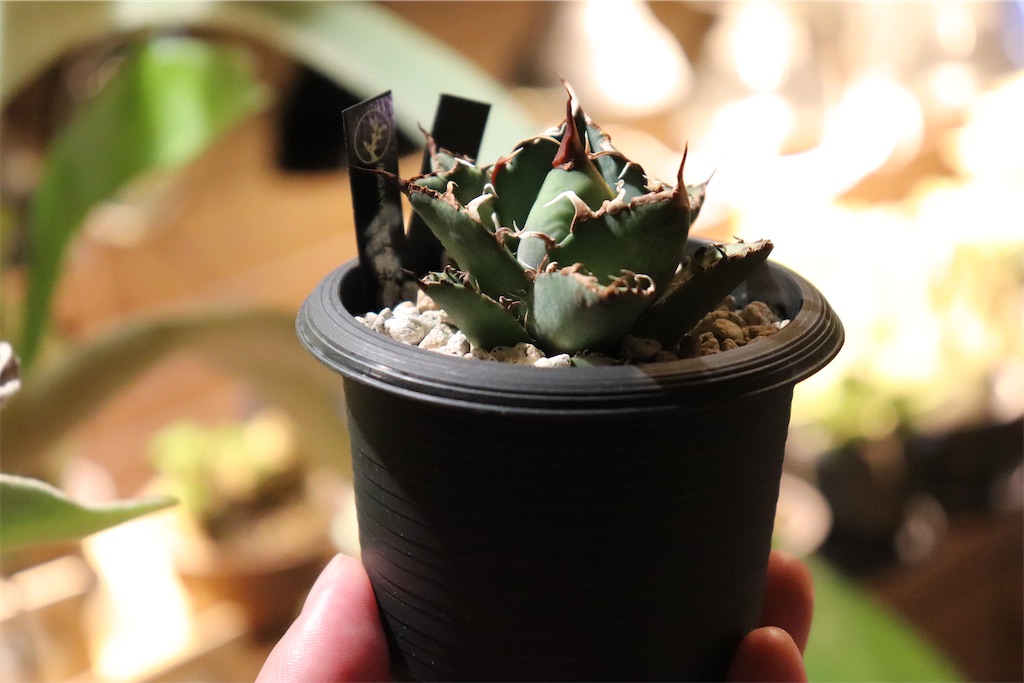 875 生長の記録〜ビッグスパイン【4】〜 - びかくしだとくらす日々。