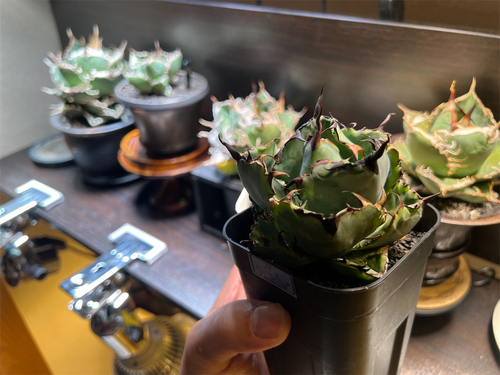 アガベ チタノタ bb錦 ブルーダイヤモンド 白覆輪 発根済 ブルー