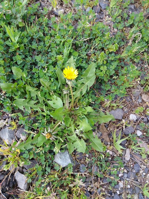 f:id:MIELIKKI:20170410162357j:image f:id:MIELIKKI:20170410162357j:image