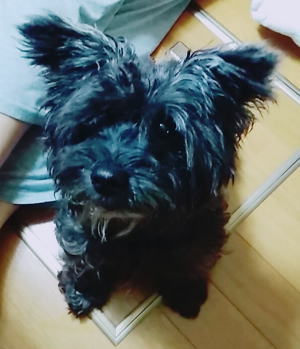 f:id:MIELIKKI:20180110162844j:plain f:id:MIELIKKI:20180110162844j:plain