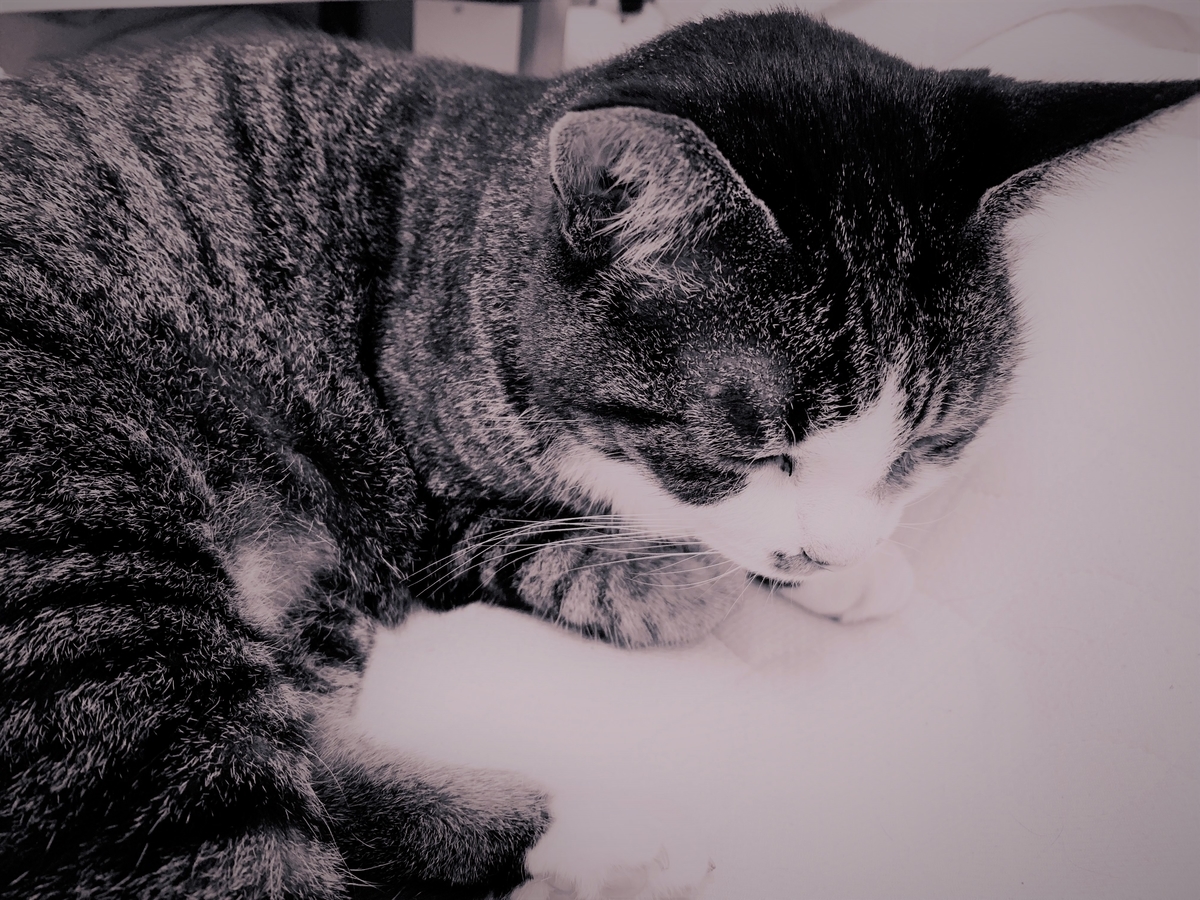 f:id:MIJYOKA:20210703130031j:plain