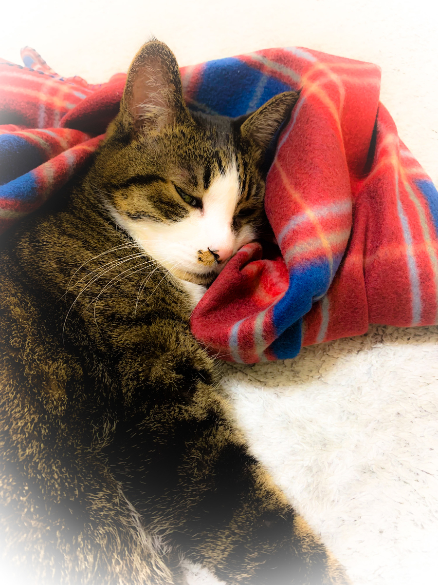 f:id:MIJYOKA:20211117205044j:plain