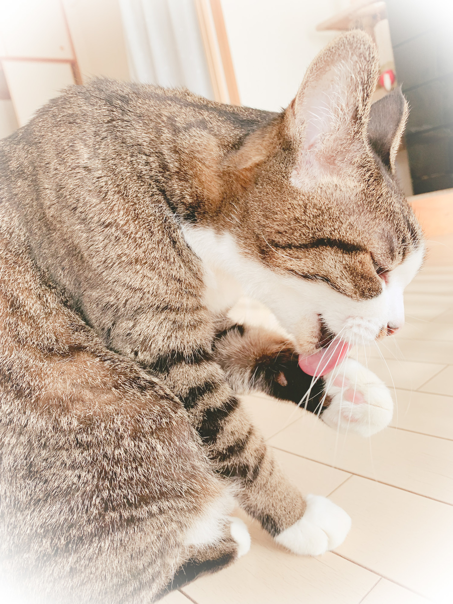 f:id:MIJYOKA:20211221184236j:plain