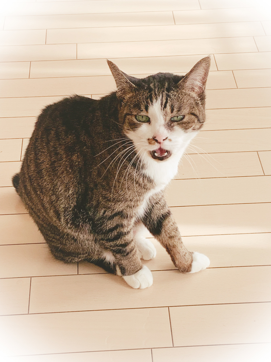 f:id:MIJYOKA:20211221184312j:plain