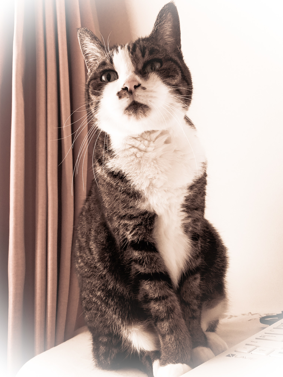 f:id:MIJYOKA:20211229231633j:plain