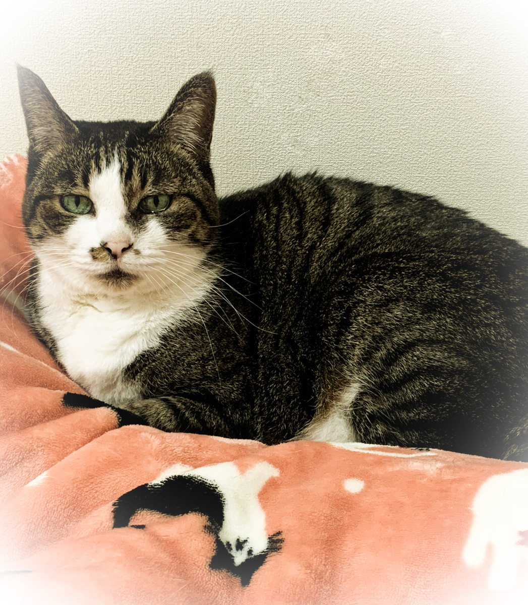 f:id:MIJYOKA:20211230132721j:plain