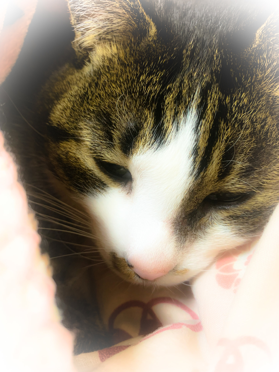 f:id:MIJYOKA:20220101183835j:plain