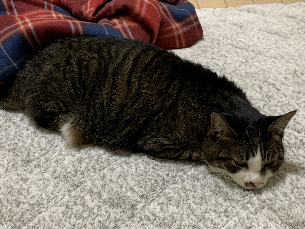 f:id:MIJYOKA:20220105205716j:plain