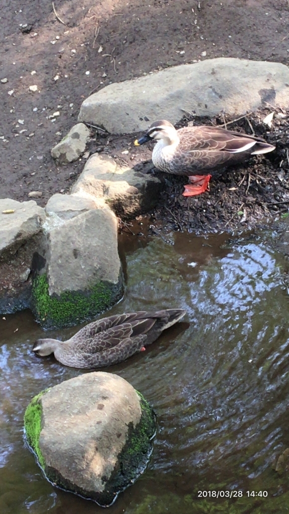 f:id:MIKIMOTO7:20180718233444j:plain