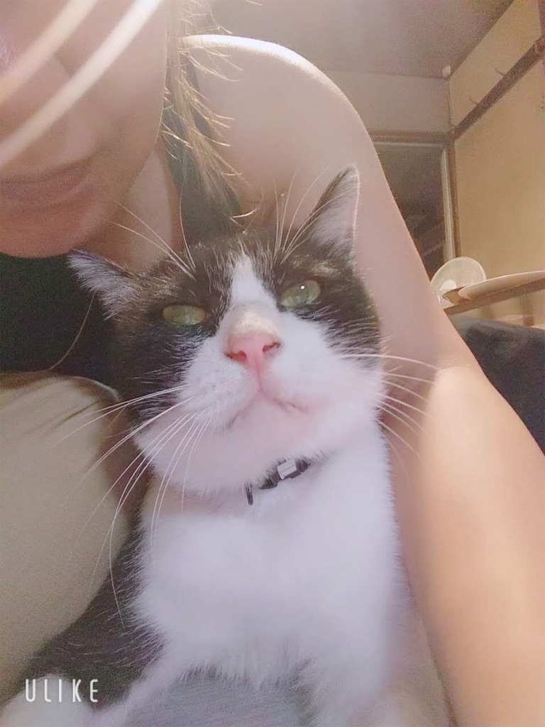 f:id:MINAel:20191004092956j:image