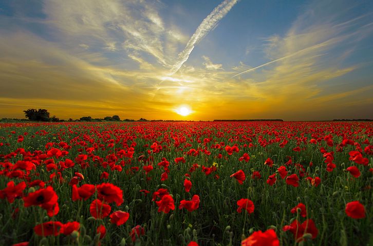 f:id:MINTY8:20190429215708j:plain f:id:MINTY8:20190429215708j:plain