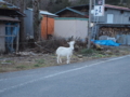 [道,やぎ] やぎ［長野］