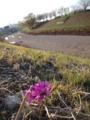 [花] 枯れた河原に咲く花