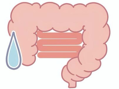 腸のイラスト画像