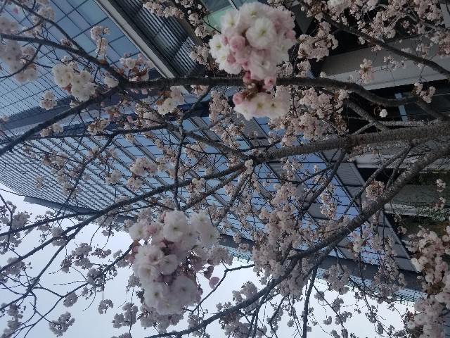 f:id:MN_FragArah:20190501193433j:image f:id:MN_FragArah:20190501193433j:image
