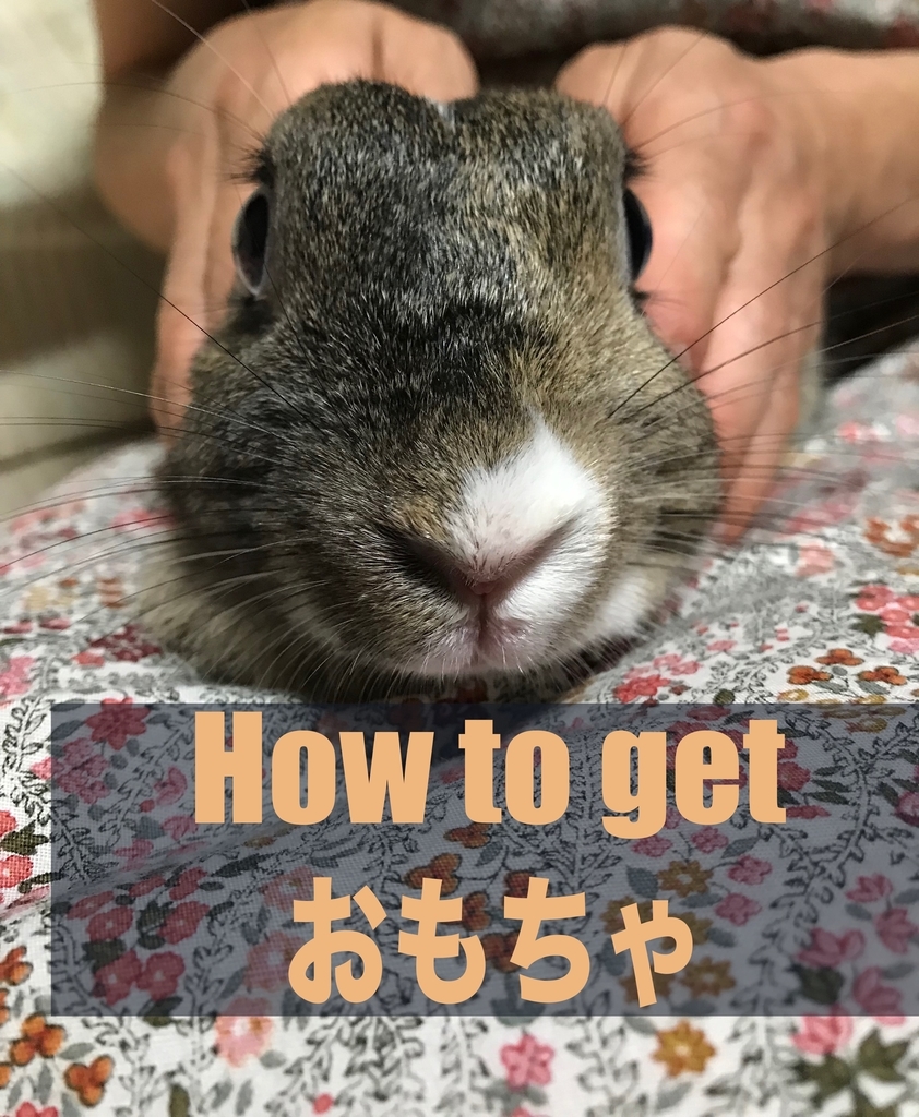 うさぎのおもちゃ 節約術 もふりほっと