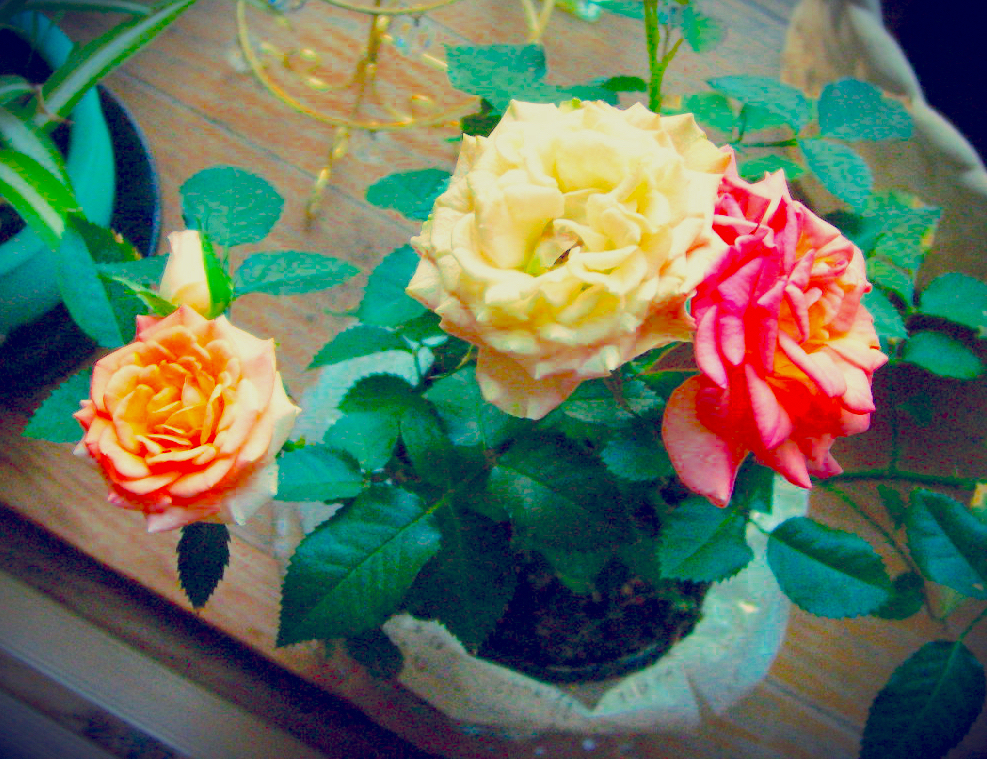 f:id:MOMOJIRI:20170529231010j:plain