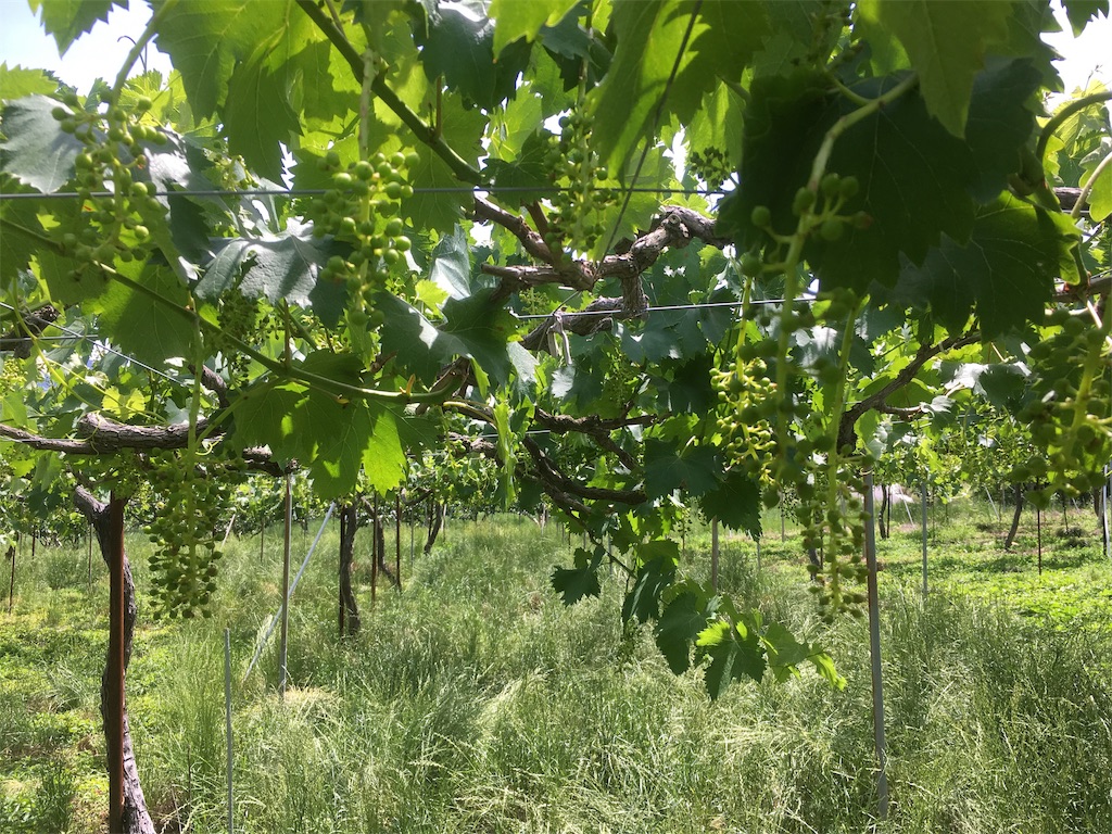 巨峰 ジベレリン処理後4 5日目 Momorifarmの農作業日記