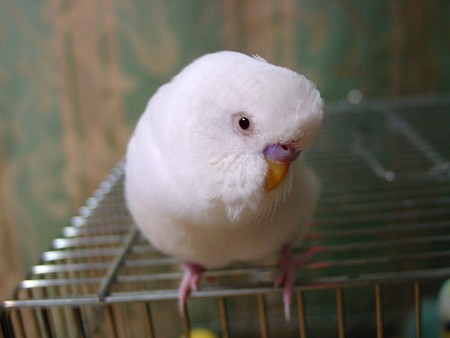 うちのペットのセキセイインコ　cocoちゃん（♂・推定１０ヶ月）