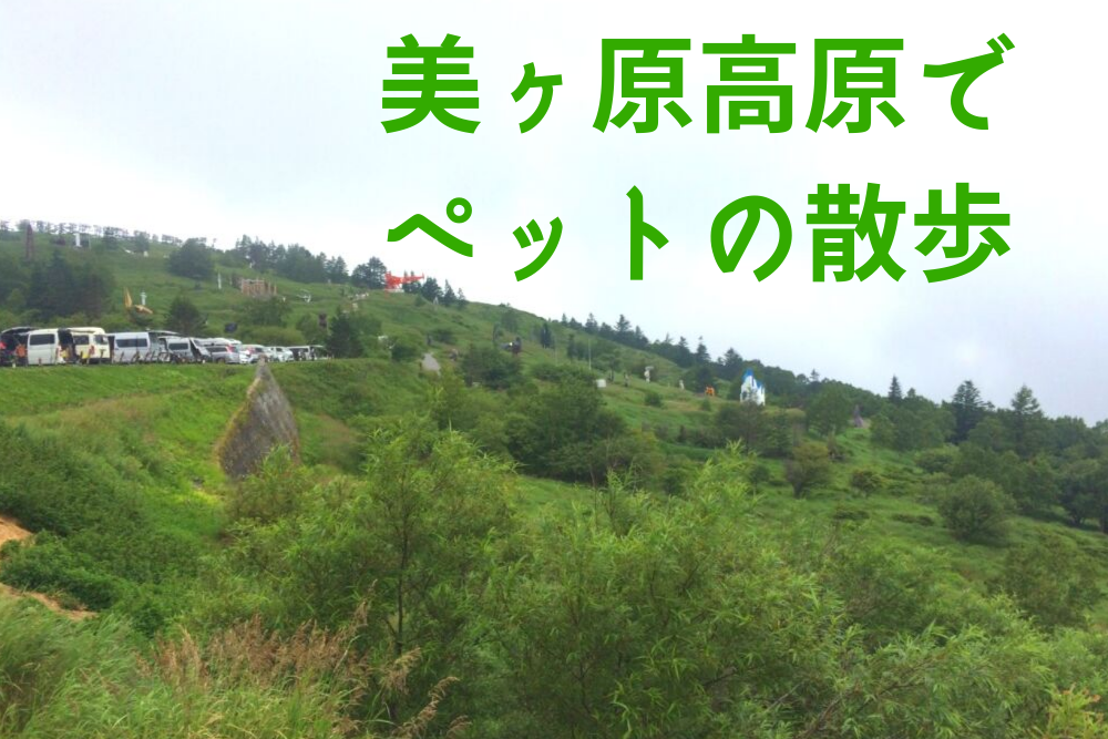 f:id:MORIKO:20190815153034p:plain f:id:MORIKO:20190815153034p:plain