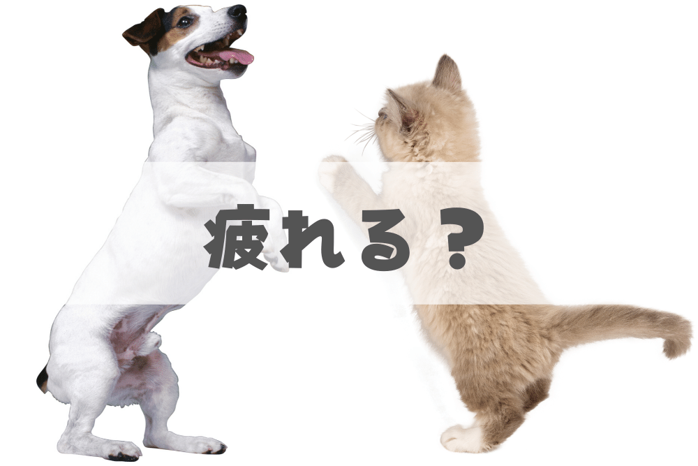 f:id:MORIKO:20200528140803p:plain