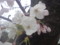 花写真