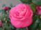 花写真