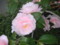 花写真