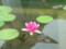 花写真