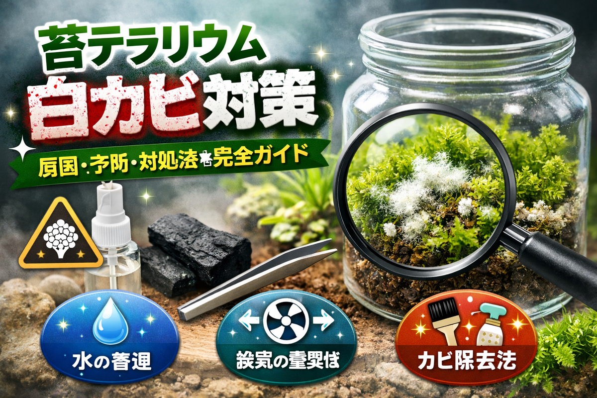 苔テラリウムの白カビ対策完全ガイド🌿 - MOSSKOBE’s blog