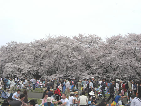 2007年度の桜！