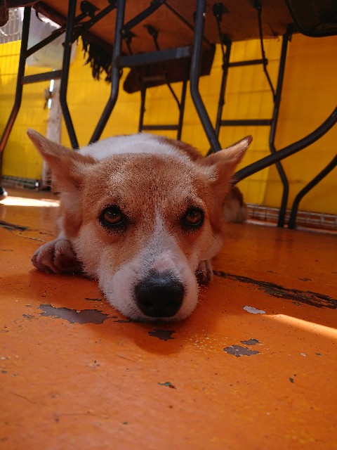 f:id:MS84akn:20200531194731j:image