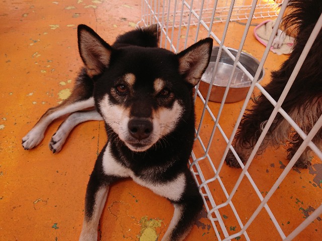 f:id:MS84akn:20200531194848j:image