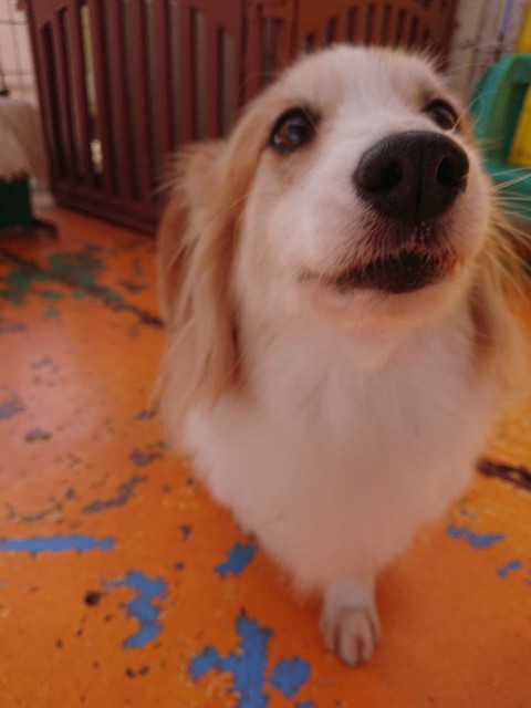 f:id:MS84akn:20200531195429j:image